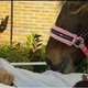 Image for article titled Cancer Patient Granted Last Wish to See Her Horse Shortly Before Dying